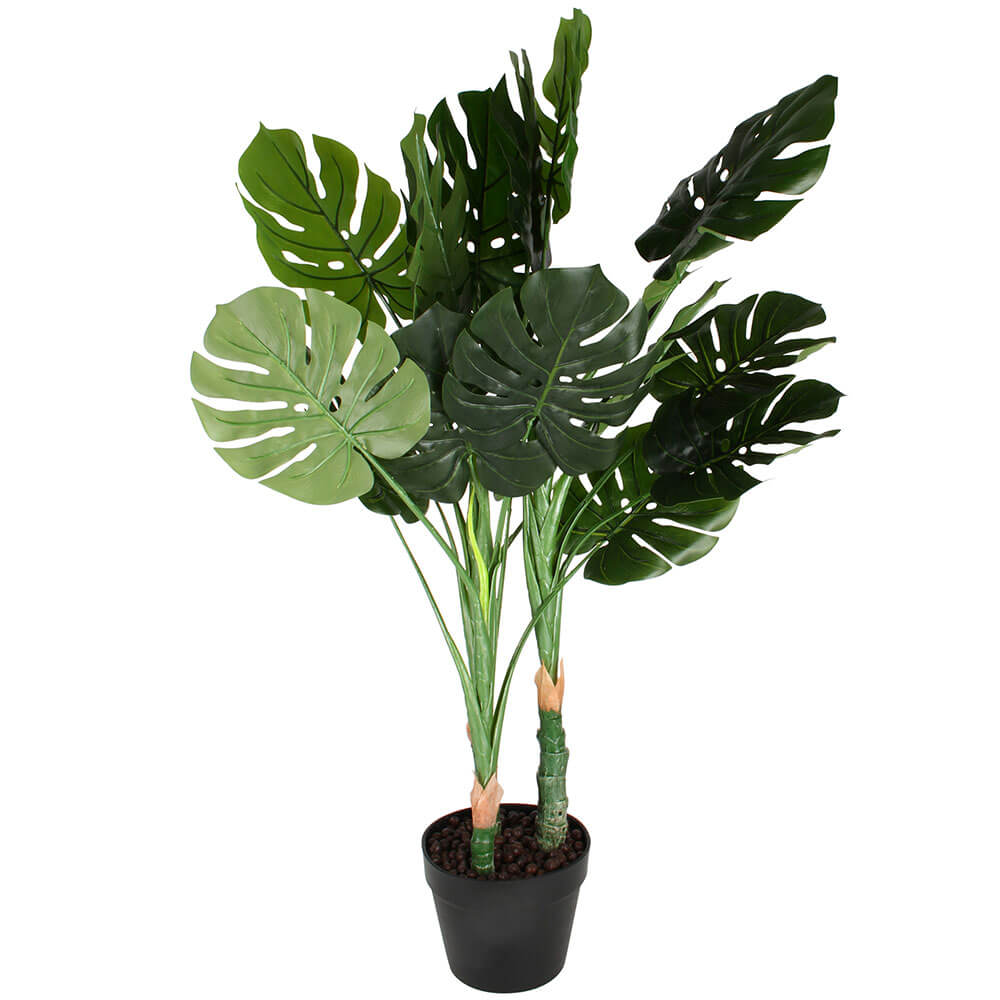 Monstera -plante i plastikpotten