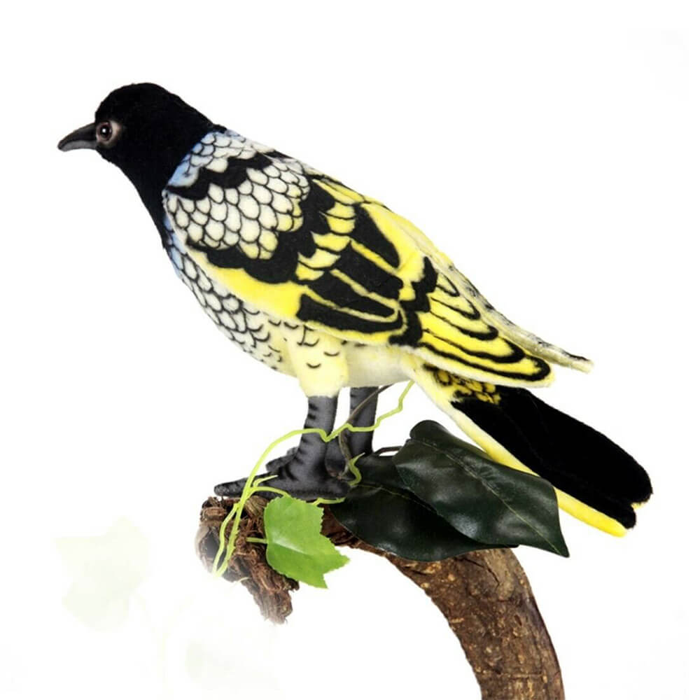 Hansa Regent Honeyeater (25cm L)